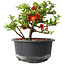 Chaenomeles speciosa, 11 cm, ± 9 años