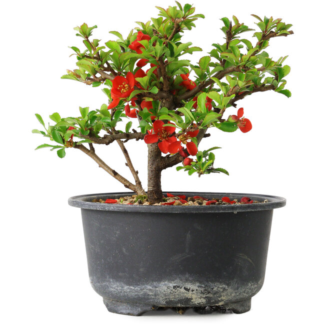 Chaenomeles speciosa, 11 cm, ± 9 years old