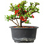 Chaenomeles speciosa, 11 cm, ± 9 years old