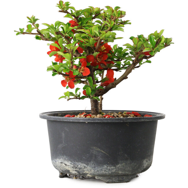 Chaenomeles speciosa, 11 cm, ± 9 Jahre alt