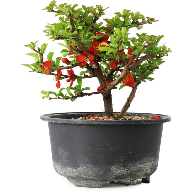 Chaenomeles speciosa, 11 cm, ± 9 ans