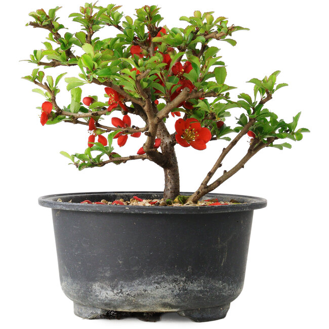Chaenomeles speciosa, 11 cm, ± 9 ans