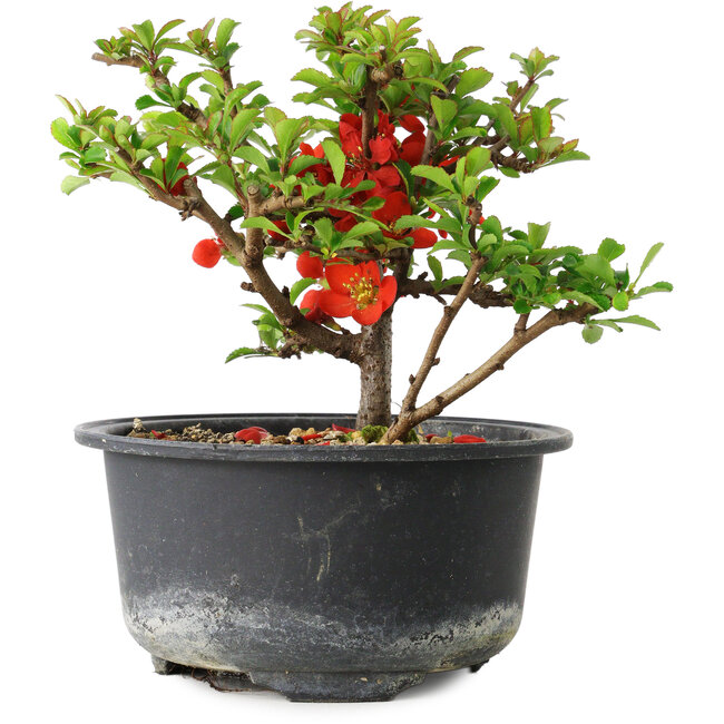 Chaenomeles speciosa, 11 cm, ± 9 ans