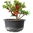 Chaenomeles speciosa, 11 cm, ± 9 Jahre alt