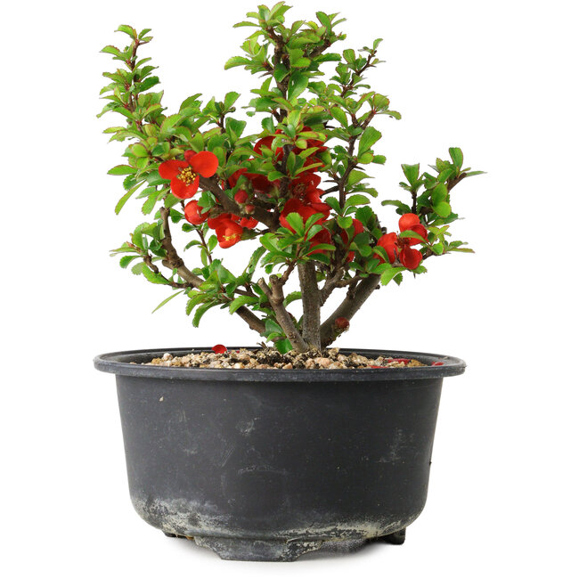 Chaenomeles speciosa, 12 cm, ± 9 years old