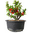 Chaenomeles speciosa, 12 cm, ± 9 years old