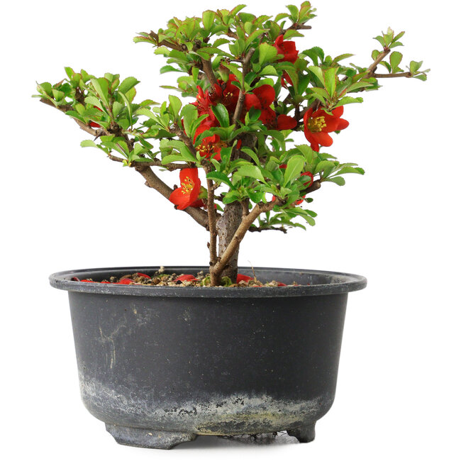 Chaenomeles speciosa, 11 cm, ± 9 años