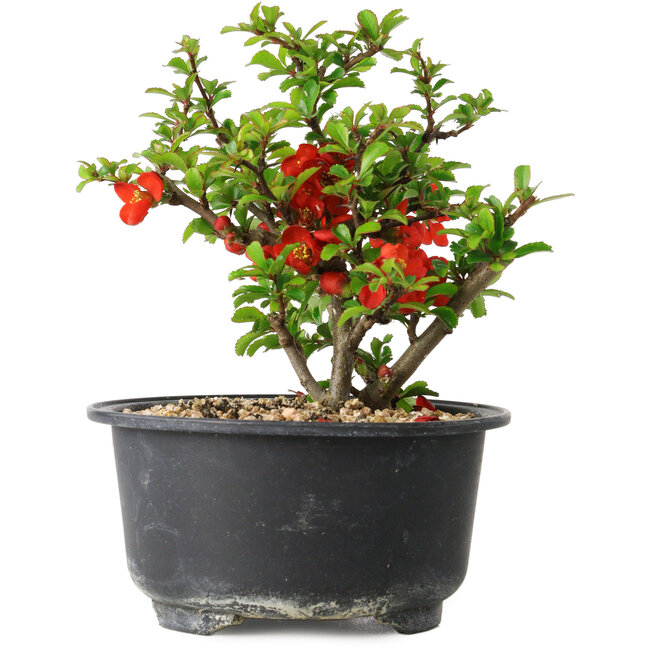 Chaenomeles speciosa, 12 cm, ± 9 jaar oud