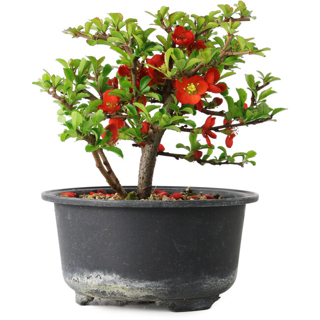 Chaenomeles speciosa, 11 cm, ± 9 ans