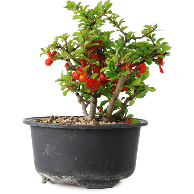 Chaenomeles speciosa, 12 cm, ± 9 Jahre alt