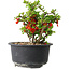 Chaenomeles speciosa, 12 cm, ± 9 years old
