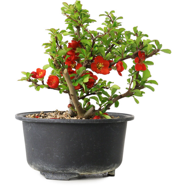 Chaenomeles speciosa, 12 cm, ± 9 Jahre alt
