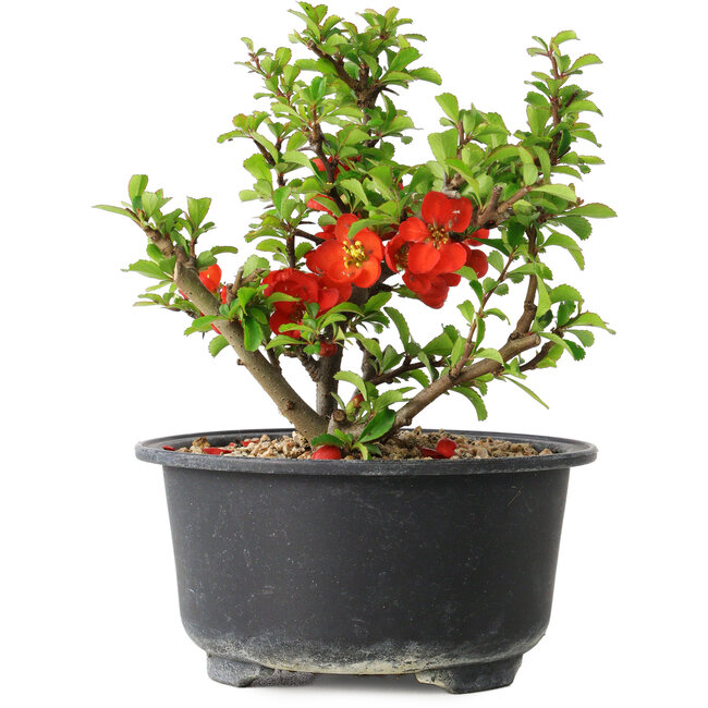 Chaenomeles speciosa, 12 cm, ± 9 jaar oud