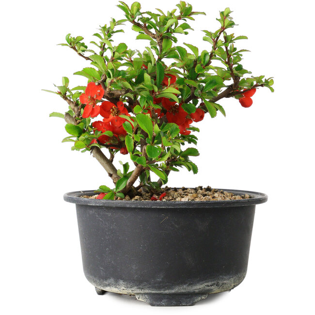 Chaenomeles speciosa, 12 cm, ± 9 jaar oud