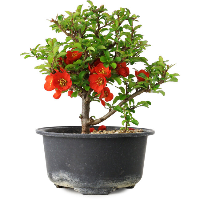 Chaenomeles speciosa, 14 cm, ± 9 years old