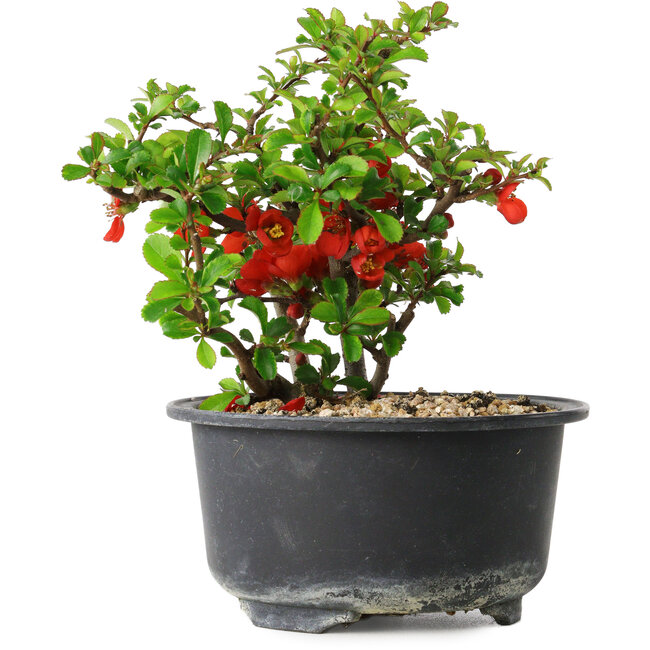 Chaenomeles speciosa, 12 cm, ± 9 jaar oud