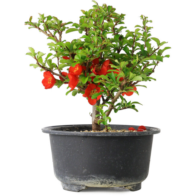 Chaenomeles speciosa, 14 cm, ± 9 años