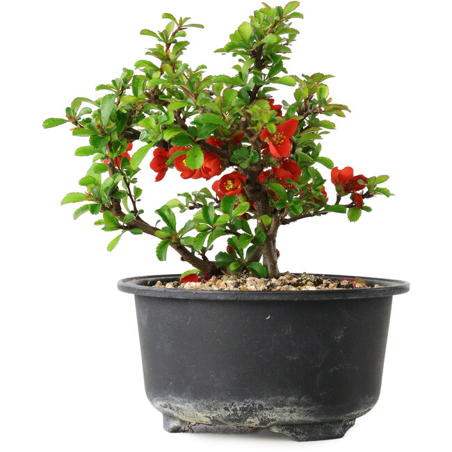 Chaenomeles speciosa, 12 cm, ± 9 jaar oud