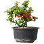 Chaenomeles speciosa, 12 cm, ± 9 jaar oud