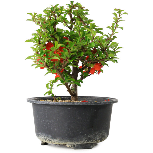 Chaenomeles speciosa, 14 cm, ± 9 ans