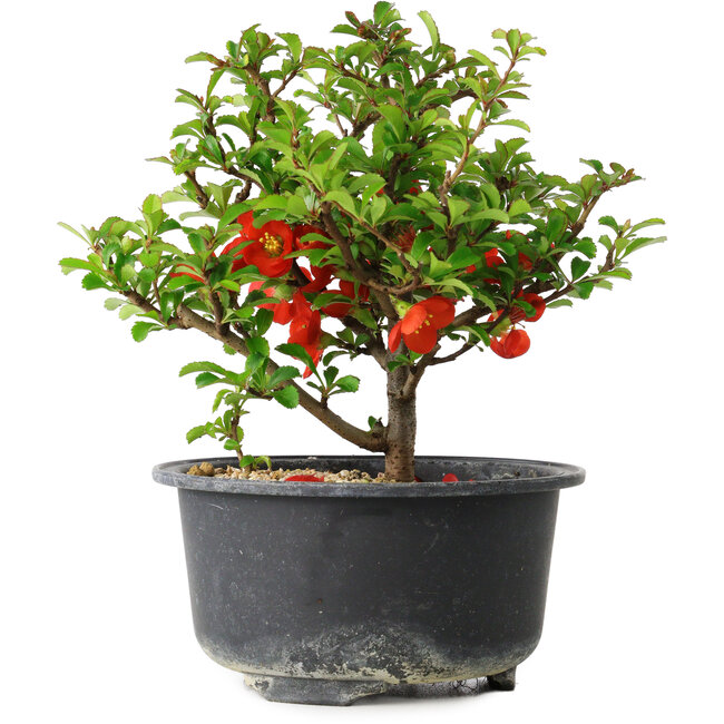Chaenomeles speciosa, 14 cm, ± 9 years old