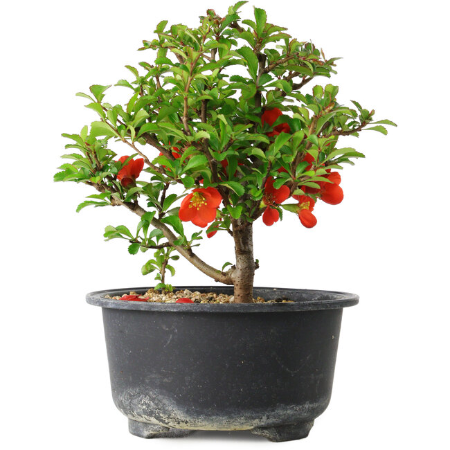 Chaenomeles speciosa, 14 cm, ± 9 años