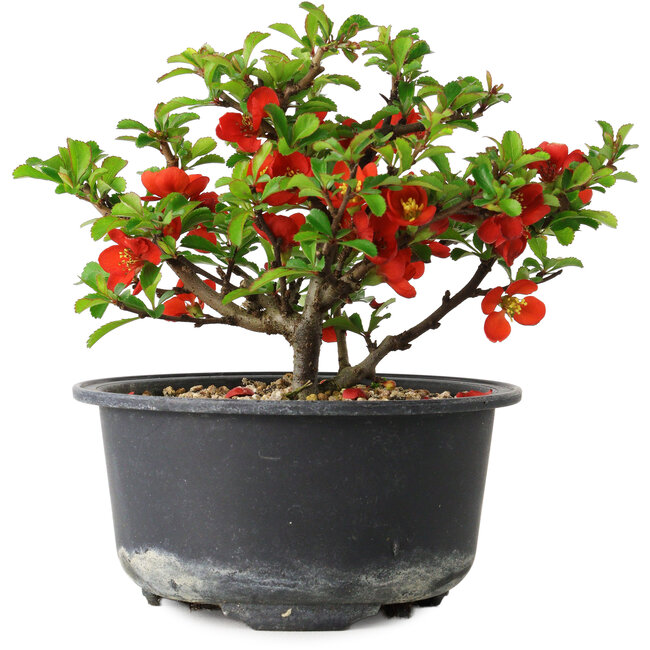 Chaenomeles speciosa, 11 cm, ± 9 years old