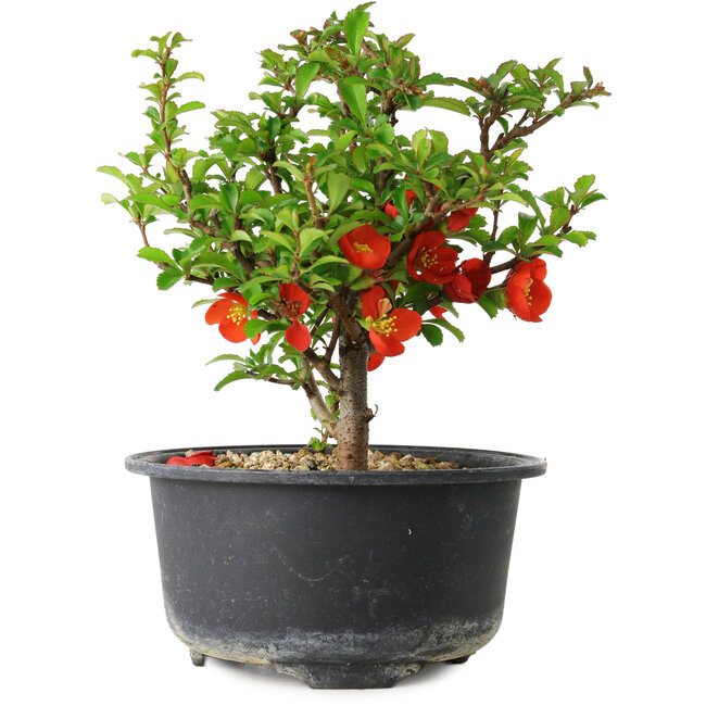 Chaenomeles speciosa, 14 cm, ± 9 jaar oud