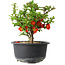 Chaenomeles speciosa, 14 cm, ± 9 years old