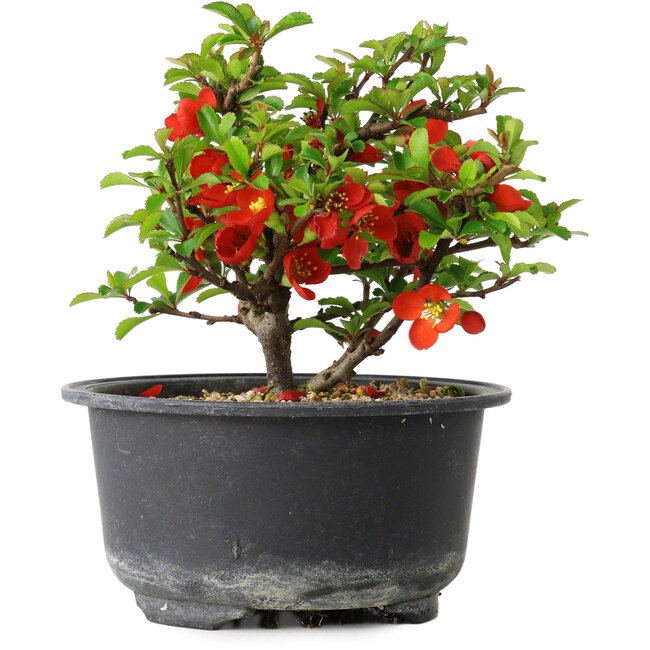 Chaenomeles speciosa, 11 cm, ± 9 anni