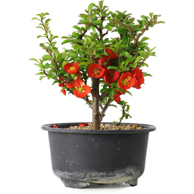 Chaenomeles speciosa, 14 cm, ± 9 anni