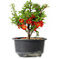Chaenomeles speciosa, 14 cm, ± 9 years old