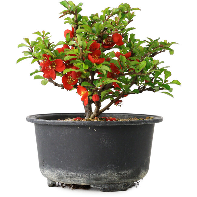 Chaenomeles speciosa, 11 cm, ± 9 anni