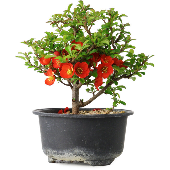 Chaenomeles speciosa, 14 cm, ± 9 jaar oud