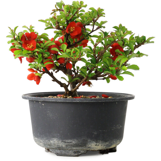 Chaenomeles speciosa, 11 cm, ± 9 years old