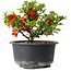 Chaenomeles speciosa, 11 cm, ± 9 years old
