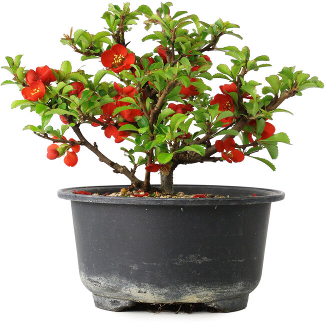 Chaenomeles speciosa, 11 cm, ± 9 years old