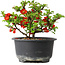 Chaenomeles speciosa, 11 cm, ± 9 anni