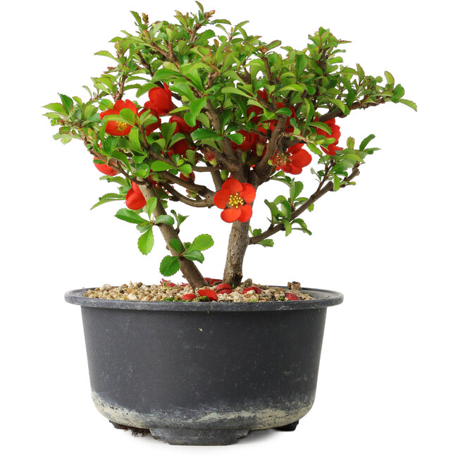Chaenomeles speciosa, 13 cm, ± 9 years old