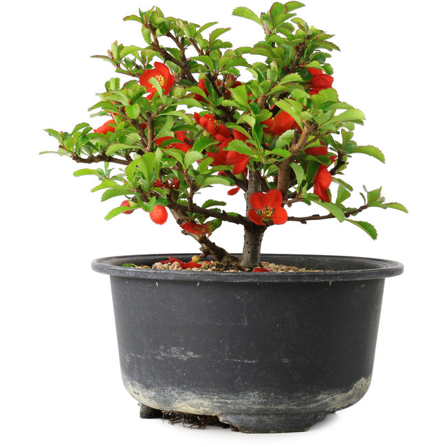 Chaenomeles speciosa, 11 cm, ± 9 jaar oud