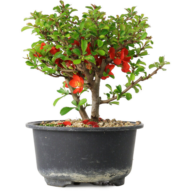 Chaenomeles speciosa, 13 cm, ± 9 anni