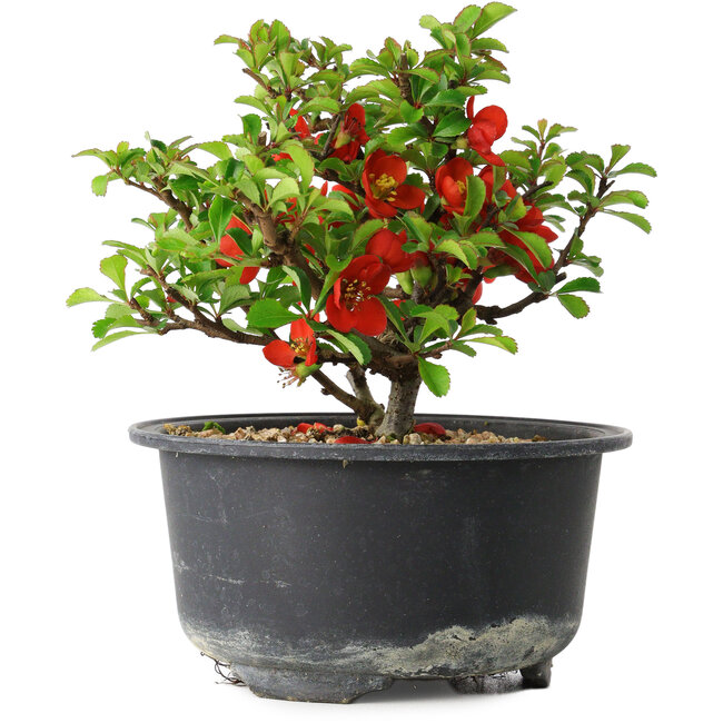 Chaenomeles speciosa, 11 cm, ± 9 years old