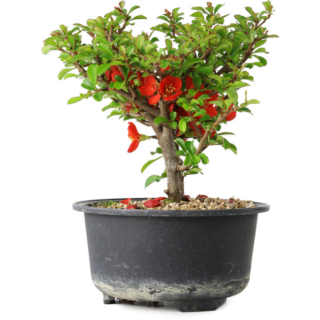 Chaenomeles speciosa, 13 cm, ± 9 ans