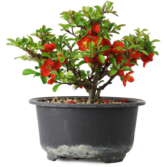 Chaenomeles speciosa, 11 cm, ± 9 years old