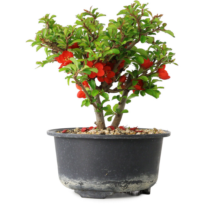 Chaenomeles speciosa, 13 cm, ± 9 ans