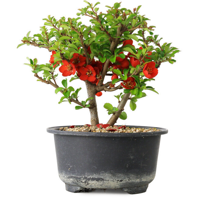 Chaenomeles speciosa, 13 cm, ± 9 Jahre alt