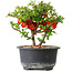 Chaenomeles speciosa, 13 cm, ± 9 years old