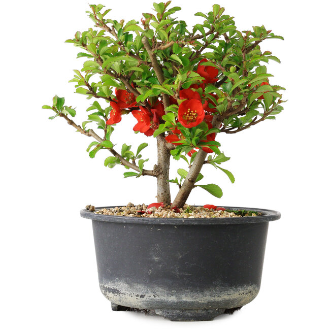 Chaenomeles speciosa, 13 cm, ± 9 ans