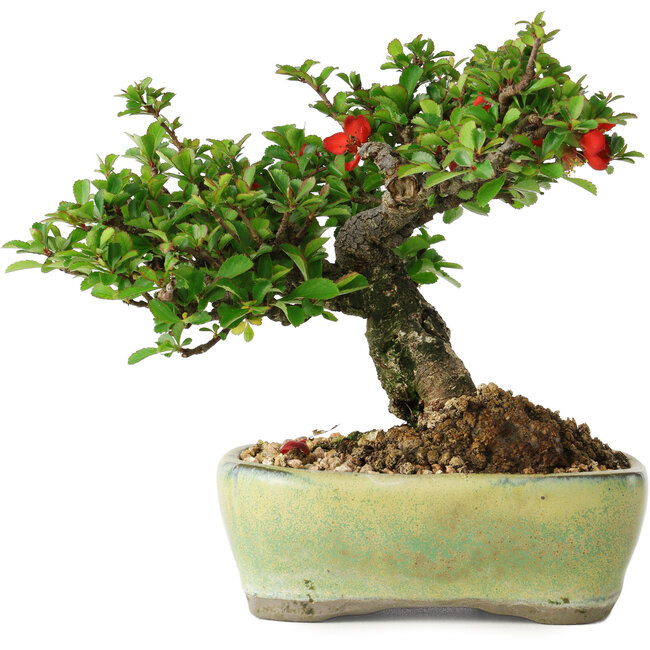 Chaenomeles speciosa, 13,5 cm, ± 25 years old