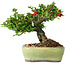 Chaenomeles speciosa, 13,5 cm, ± 25 years old